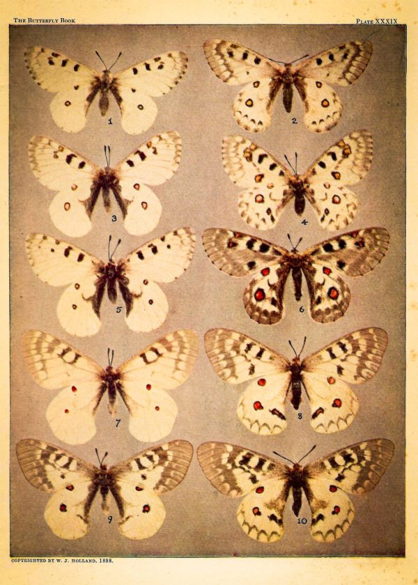 "Hello Beautiful" Bundle Prints - Image 3
