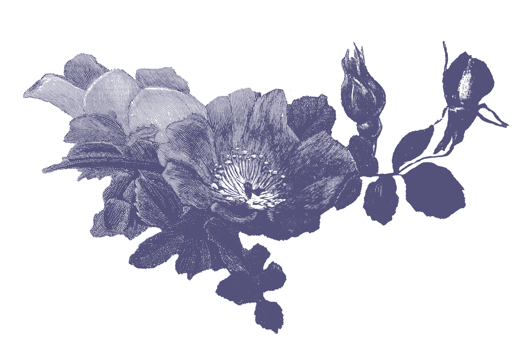 "Kind of Wings" Bundle Downloads - Image 4