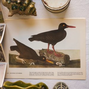 Audubon Print