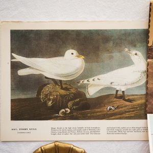 Audubon Print