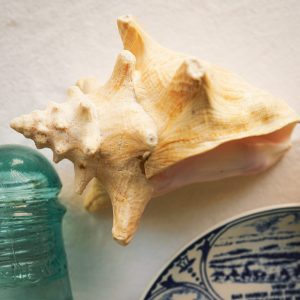 Conch Shell