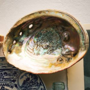 Abalone Shell