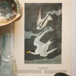 Audubon Prints