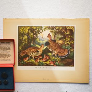 Currier Ives Print - Birds